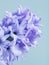 Blue Hyacinth Flower