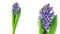 Blue hyacinth flower blooming timelapse