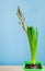 Blue hyacinth flower closed bud in green transportation pot on blue background. Copy space