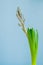 Blue hyacinth flower closed bud in green transportation pot on blue background. Copy space