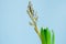 Blue hyacinth flower closed bud in green transportation pot on blue background. Copy space