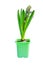 Blue hyacinth flower closed bud in green transportation pot isolated on white  background with clipping path
