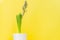 Blue hyacinth flower closed bud in white ceramic pot on yellow background. Copy space