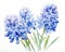 blue hyacinth flower isolated on a white background.