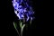 Blue hyacinth flower material