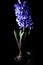 Blue hyacinth flower material