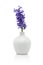 Blue hyacinth flower in vase