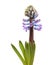 Blue hyacinth flowering spike, forced winter bulb