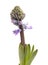 Blue hyacinth flowering spike, forced winter bulb