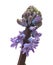 Blue hyacinth flowering spike, forced winter bulb