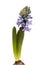 Blue hyacinth flowering spike, forced winter bulb