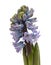 Blue hyacinth flowering spike, forced winter bulb