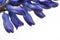 Blue Hyacinth flowers