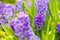 Blue hyacinth flowers in close up for spring season plant