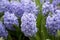 Blue hyacinth growing in the garden
