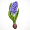 Blue hyacinth grows from a bulb isolated on a white background a spring flower