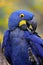 Blue Hyacinth Macaw