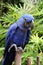 Blue Hyacinth Macaw