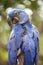 Blue Hyacinth Macaw (Anodorhynchus hyacinthinus)