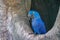 The blue hyacinth macaw Anodorhynchus hyacinthinus, or hyacinthine macaw sitting in a tree. Location: Porto Jofre, Pantanal,