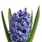 Blue Hyacinth on white