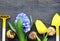 Blue Hyacinth,yellow tulip,gardening tools and Gladioli bulbs on old wooden table.Spring garden works concept.