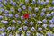Blue Hyacinthe bulb field