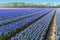 Blue Hyacinthe bulb field