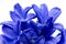 Blue hyacinthe flower.close up