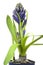 Blue hyacinthe flower, springtime