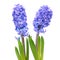 Blue hyacinthes