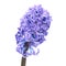 Blue hyacinthes