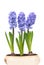 Blue hyacinthes