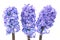 Blue hyacinthes