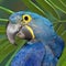 Blue Hyacinthine Macaw