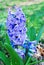 blue hyacinths