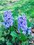 Blue hyacinths