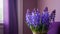 Blue hyacinths on background of lilac wall of cozy room. Fresh spring garden primroses in pot, next to the window