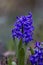 Blue hyacinths blooming