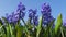 Blue hyacinths blossom in spring in the open ground