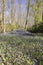 Blue hyacinths in springtime portrait