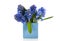 Blue hyacinths in vase