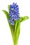 Blue Hyacinthus