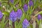 Blue Hyacinthus