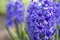 Blue Hyacinthus flower in the garden