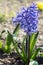 Blue Hyacinthus plants, bulbous spring flowers in bloom with buds and leaves