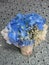 Blue Hydragea flower vase on lace