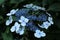 Blue hydrangea aspera hortensia flowers