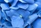 Blue Hydrangea background. Hortensia flowers surface. Macro photo.