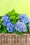 Blue hydrangea. beautiful hortensia